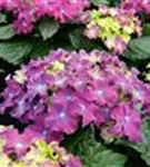 Violette Bauernhortensie 'Curly® Sparkle Blue Purple'