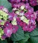 Violette Hortensie 'Curly® Sparkle Blue Purple'