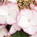 Hydrangea macrophylla 'Charm'®