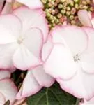 Hydrangea macrophylla 'Charm'®