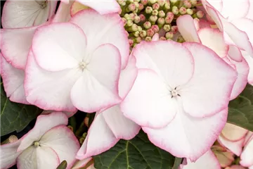 Tellerhortensie 'Charm'® - Hydrangea macrophylla 'Charm'® Tellerhortensie 'Charm'® - Hydrangea macrophylla 'Charm'®