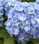 Hydrangea macrophylla 'Coquin'® blaue Bauernhortensie