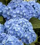 Bauernhortensie 'Coquin'® blau