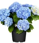 Hydrangea macrophylla 'Coquin'® blau