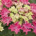 Hydrangea macrophylla 'Curly® Sparkle Red'