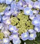 Blaue Tellerhortensie 'Frisbee'®