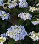 Tellerhortensie 'Frisbee'® Blue