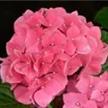 Pinke Blüten Hydrangea macrophylla 'Leuchtfeuer'