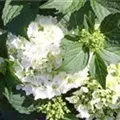 Nahaufnahme Blüten Hydrangea macrophylla 'Nymphe'