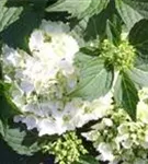 Nahaufnahme Blüten Hydrangea macrophylla 'Nymphe'