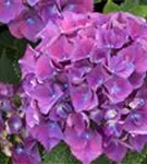 Blütenball Lila Hydrangea macrophylla 'Red Beauty' blau