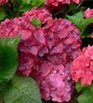 Blüten pink Hydrangea macrophylla 'Red Beauty' blau