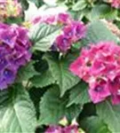 Blüten Hydrangea macrophylla 'Red Beauty' blau