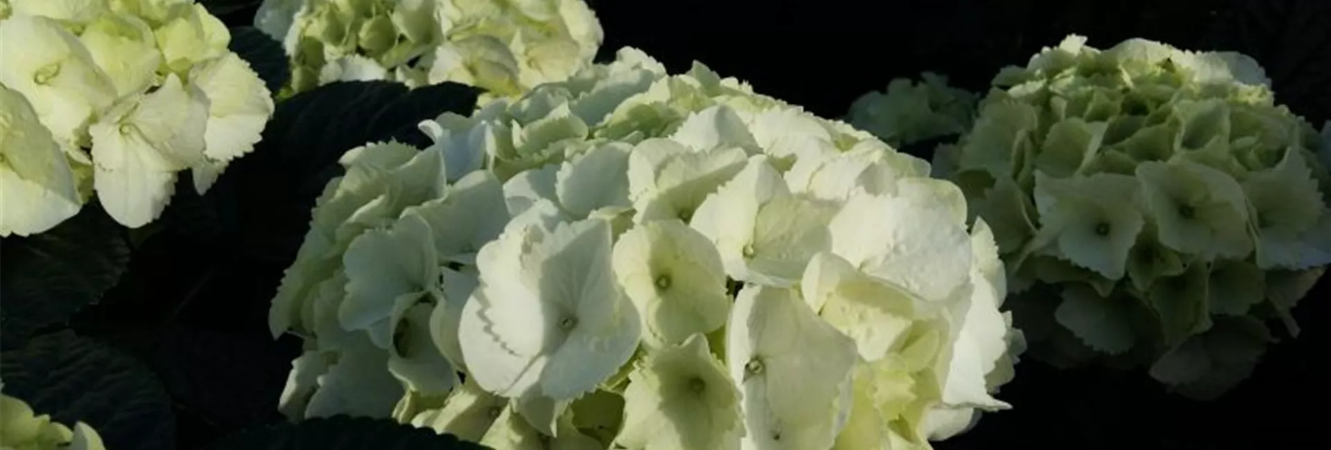 Hydrangea SAXON® 'Bright White'