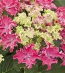 Ballhortensie Hydrangea macrophylla 'Curly® Sparkle Red'