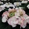 Hydrangea macrophylla 'Frisbee'® Petticoat