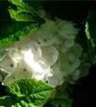 Blüten Ballhortensie im Schatten