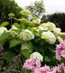 Fernaufnahme Ballhortensie 'Annabelle' in einem Beet