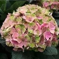 Heller Blütenball Hydrangea macrophylla 'Magical Daydream'®