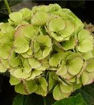 Helle Blüten Hydrangea macrophylla 'Magical Pacific'®