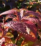 Blätter Gartenhortensie 'Benigaku'