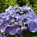 Blüten Hydrangea macrophylla 'Lutin Bleu'®