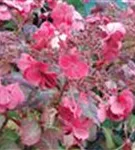 Pinke Blüten Gartenhortensie 'Santiago'