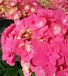 Ballhortensie double pink