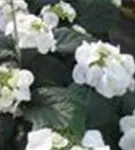 Hydrangea macrophylla 'Frisbee'® White