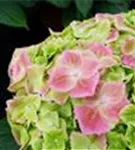 Nahaufnahme Blüten Hydrangea macrophylla 'Green Lips'