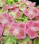 Nahaufnahme Hydrangea macrophylla 'Green Lips'