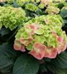 Hydrangea macrophylla 'Green Lips'