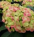 Blütenball Hydrangea macrophylla 'Green Lips'