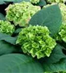 Grüner Blütenball Hydrangea macrophylla 'Green Lips'