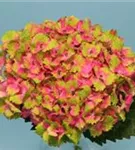 Blütenball Hydrangea macrophylla 'Magical Spotlight'®