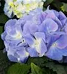 Bauernhortensie 'Marine Blue' blauer Blütenball Nahaufnahme