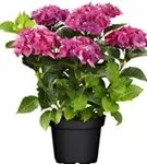 Artikelbild Hydrangea macrophylla 'Red Beauty' blau