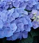 Blaue Blüten Hydrangea macrophylla 'Sarena Blue'