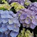 Blüten blau Hydrangea macrophylla 'Sarena Blue'