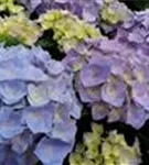 Blüten blau Hydrangea macrophylla 'Sarena Blue'