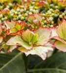 Nahaufnahme detailliert Bauernhortensie Hovaria® 'Love you Kiss'