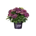 Hydrangea Forever & Ever® 'Purple'