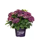 Hydrangea Forever & Ever® 'Purple'