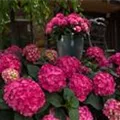 Fernaufnahme Ballhortensie Pink