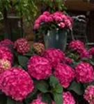 Fernaufnahme Ballhortensie Pink