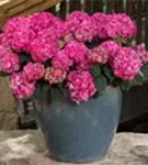 Ballhortensie Pink im Topf