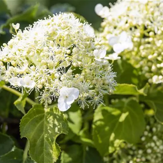 Nahaufnahme einer weißen Hydrangea petiolaris