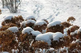 Hortensienblütenstände im Schnee