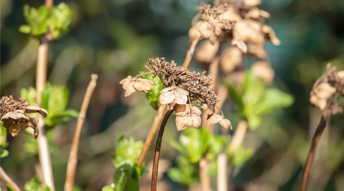 Hortensienblüten vom Vorjahr vor dem Rückschnitt