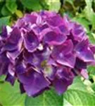 Bauernhortensie 'Purple'